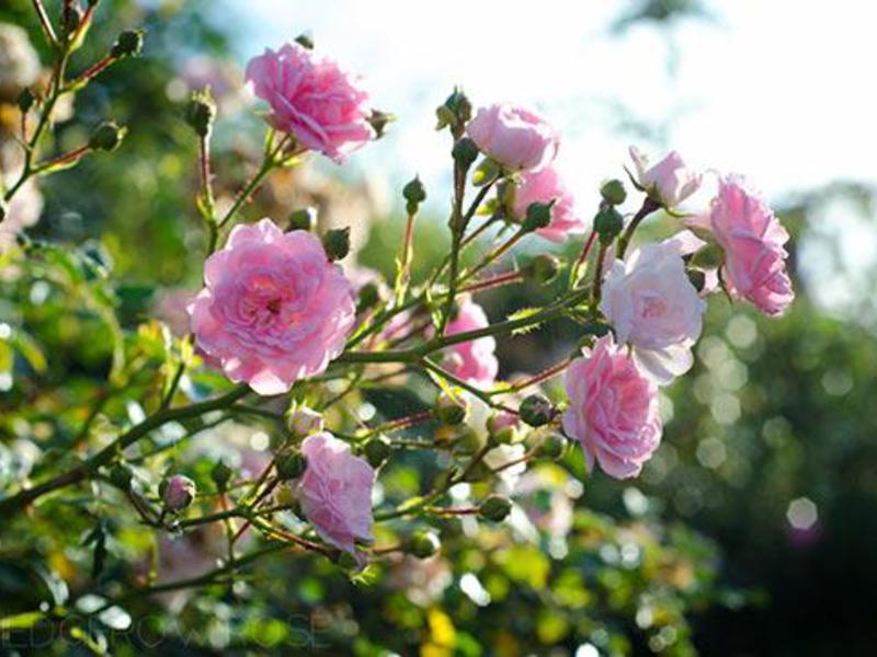 Wie man eine Polyanthusrose gießt