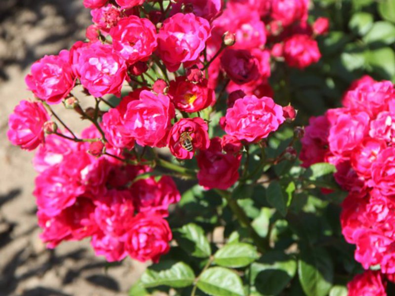 Métodos de assentamento para rosas polyanthus