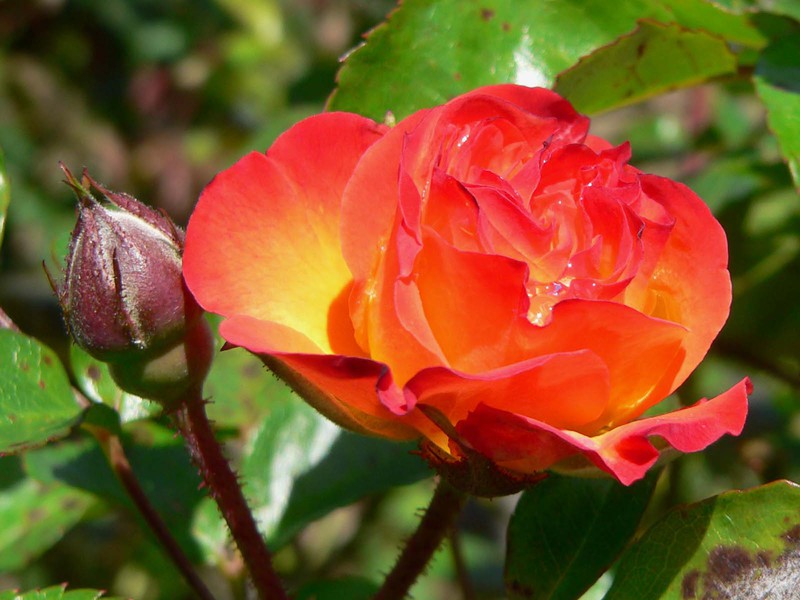 Hvordan man dyrker en polyanthus rose