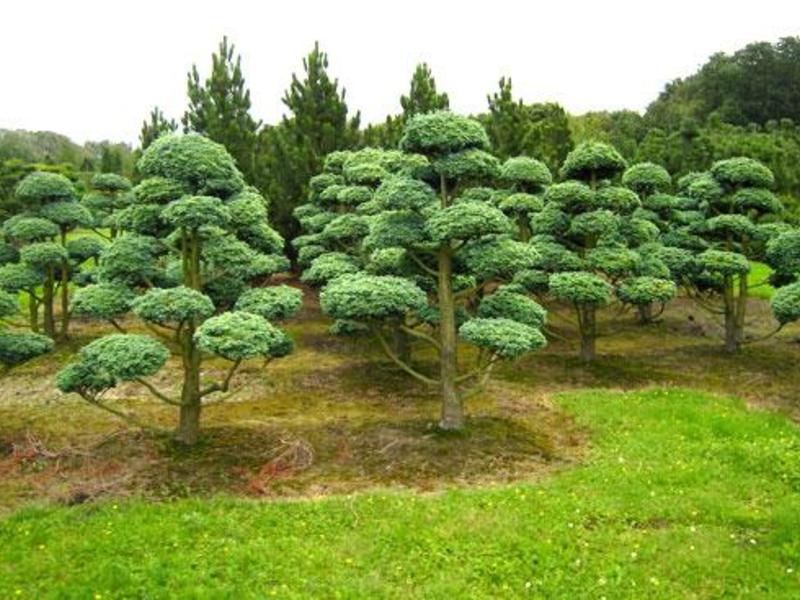 Wat is de beste manier om bomen te laten groeien?