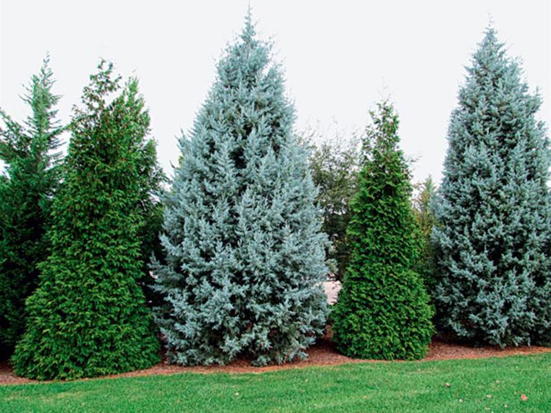 Mga conifer at puno