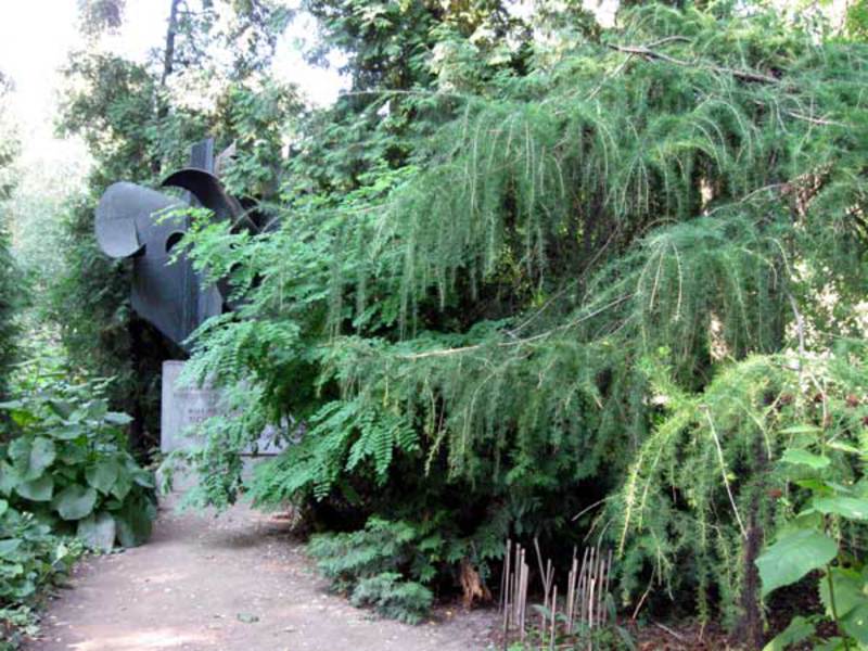 Cultivando un árbol de coníferas