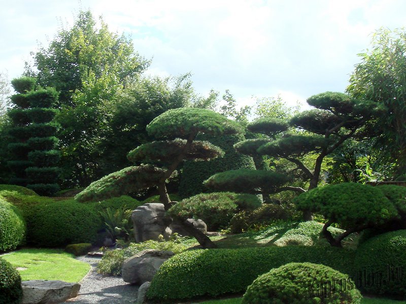 Naaldsamenstellingen in de tuin