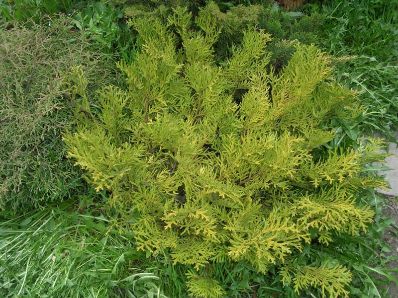 Plantas coníferas.