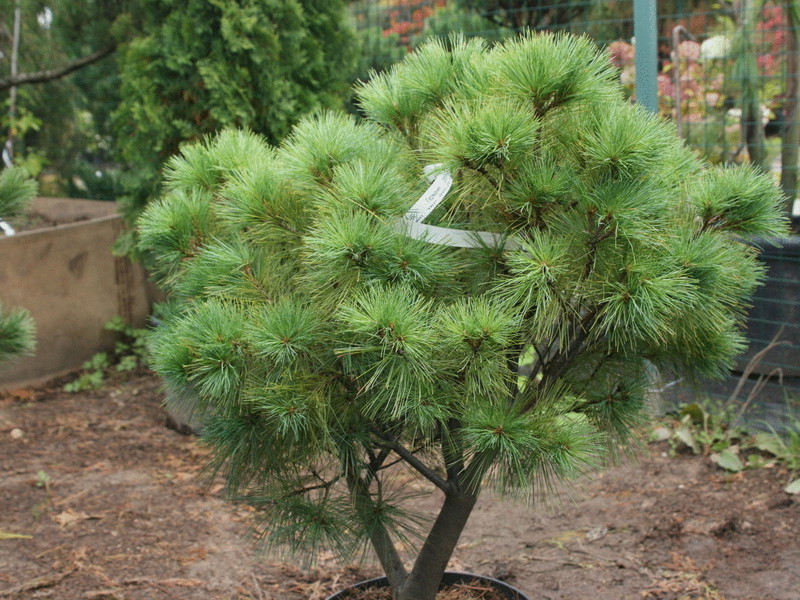 Conifers at bushes