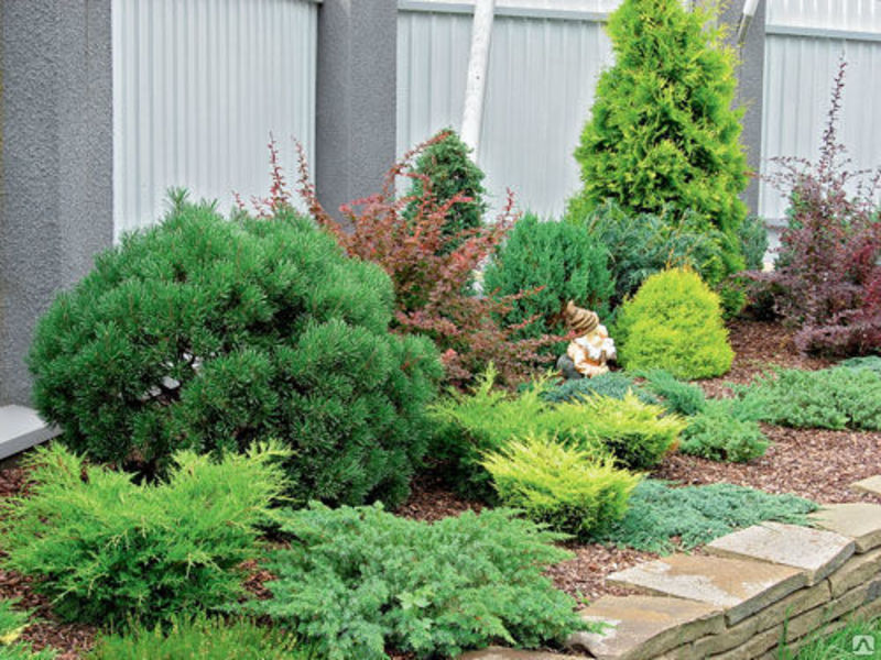 Einen Nadelbaum auf offenem Boden pflanzen