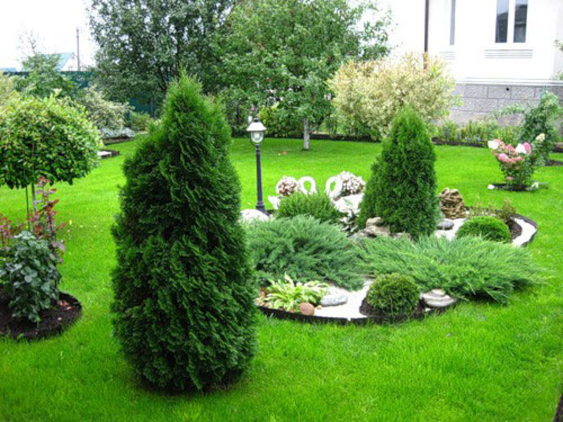 Cómo preparar el suelo para un árbol conífero.