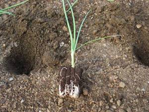 Plantando e cuidando de cebolas