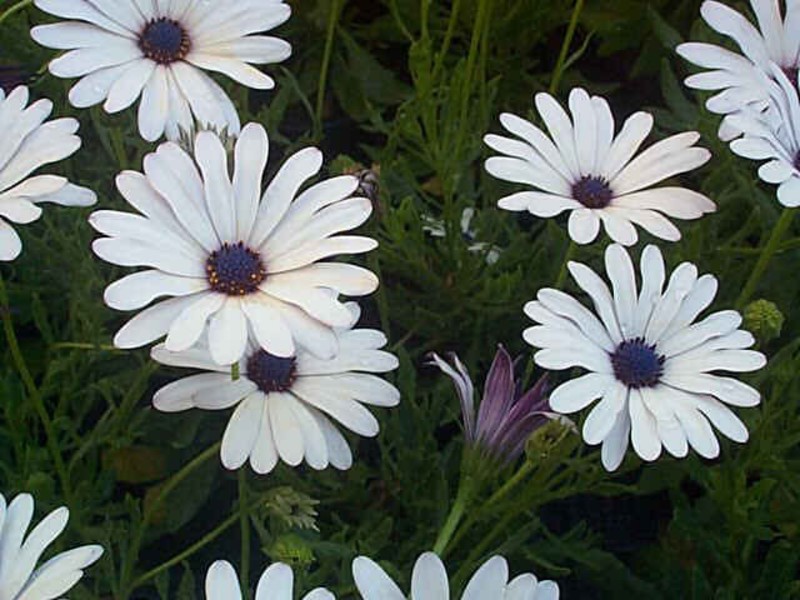 Dimorfoteka flowers