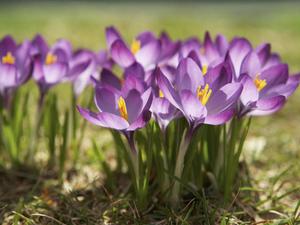 Bulbous blomstervariasjon