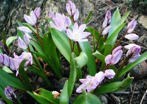 Blumen für den Garten