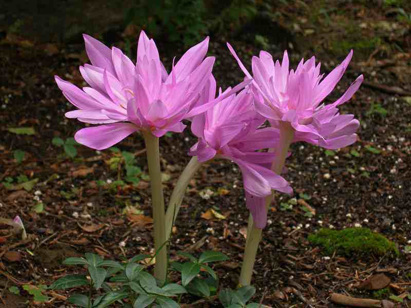 Plantar una flor bulbosa