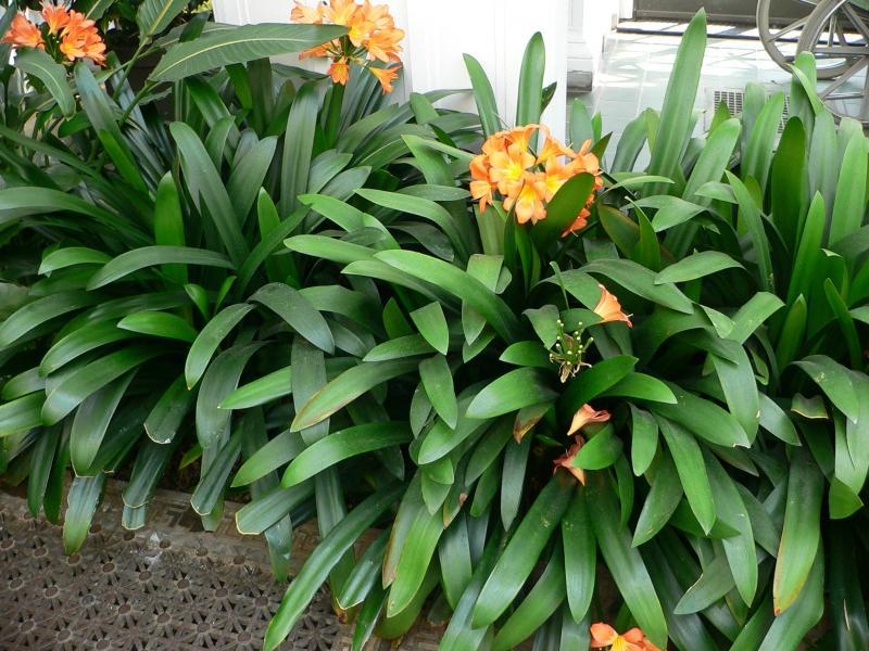 Sommerhus blomster blomsterløk