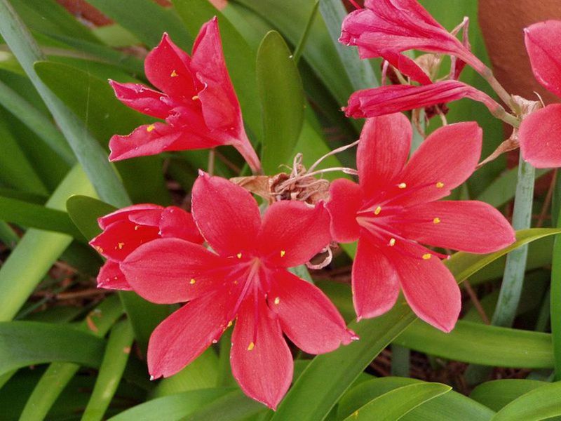 Bulbous garden flowers