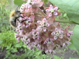 Plantering och vård av en blommevatnik