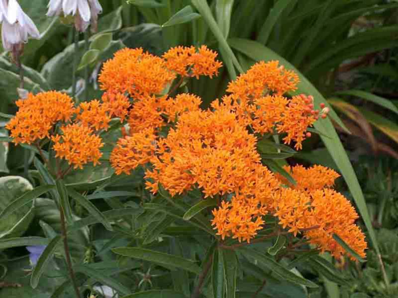 Quais são as variedades da flor de lã