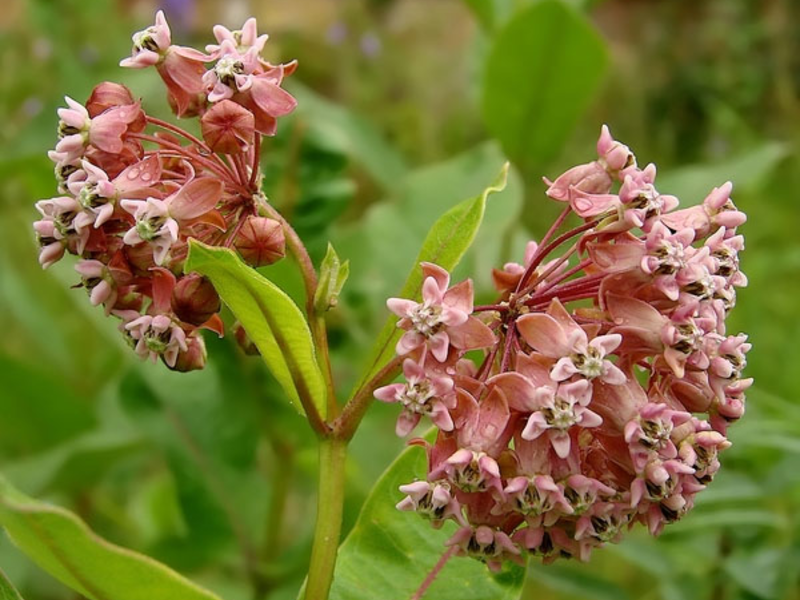 Vacker blomma vadder