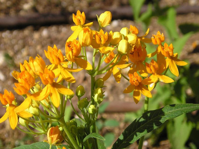 Características de flores