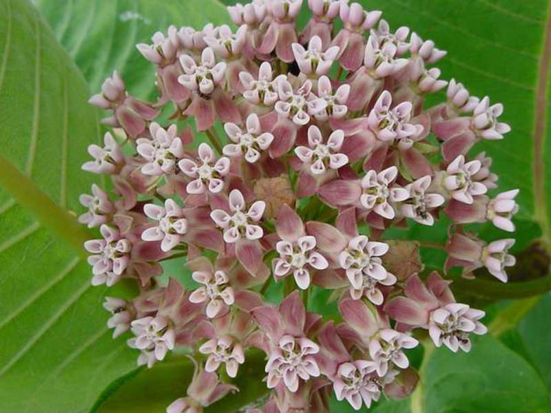 Βαμβακερό μαλλί tuberose