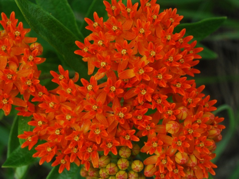 Bulu kapas tuberose