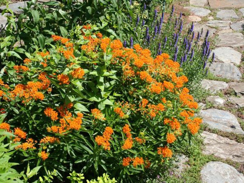 Algodão tuberosa