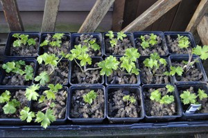 Delphinium auginimo taisyklės