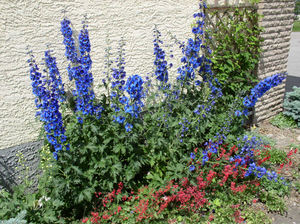 Delphinium Blume