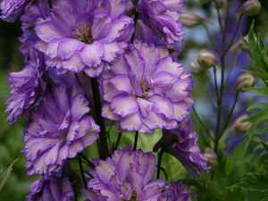 Wie man ein Delphinium züchtet