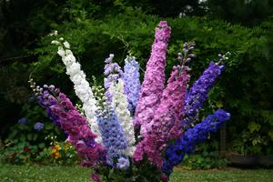 Blommande delphinium