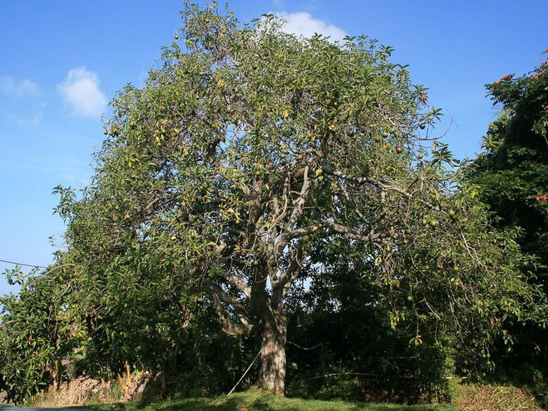 Características do crescimento do abacateiro