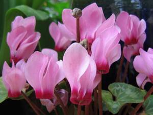 Soorten cyclamen