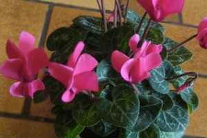 Cyclamen water geven