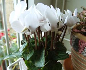 How to grow cyclamen