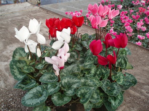 Cyclamen betegség