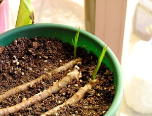 Instruccions per propagar talls de tija de dracaena