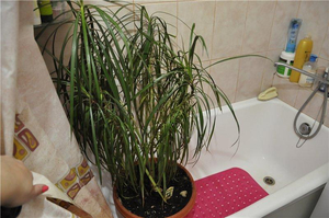 Beskrivelse av nødvendig pleie for dracaena