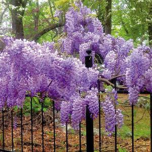 Cum să crească wisteria în suburbii