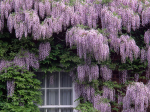 Η Wisteria άνθισε