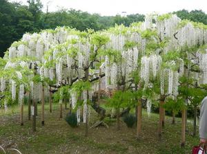 Wisteria çiçek kokusu.