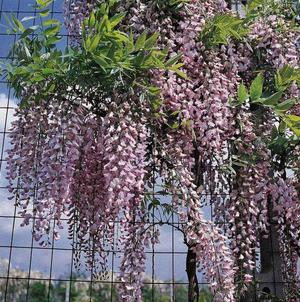 Kasvava wisteria