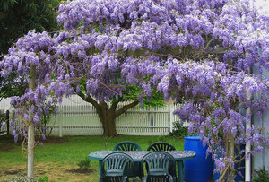 Paano maayos na pangalagaan ang wisteria