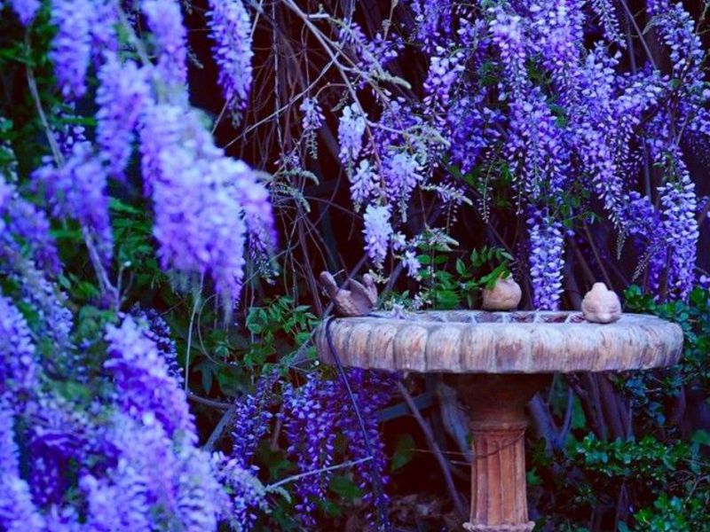 Virágzó wisteria