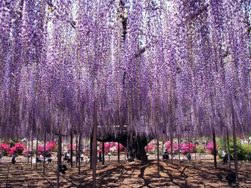 Hogyan növekszik a wisteria a külvárosokban