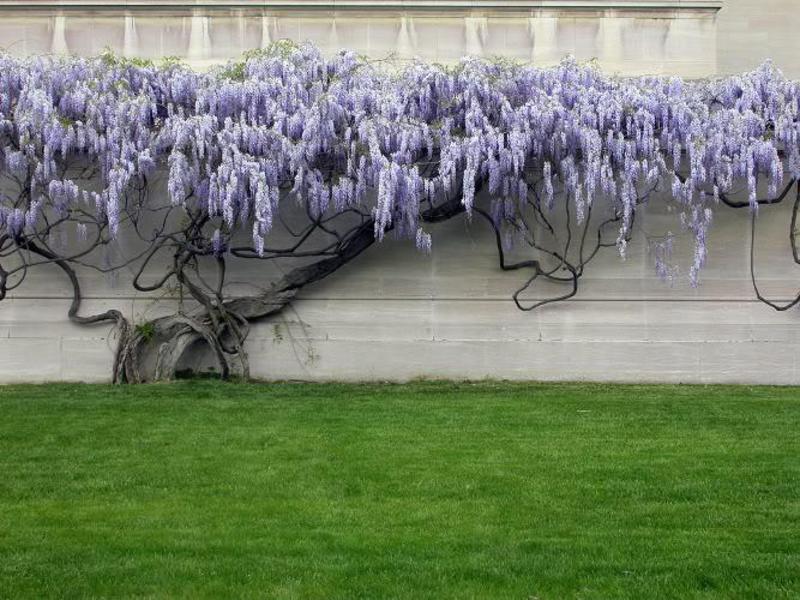 Cara memangkas wisteria dengan betul