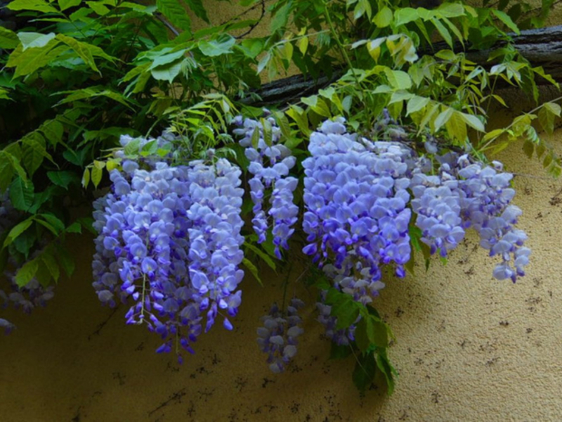 Penjagaan dan penanaman Wisteria.