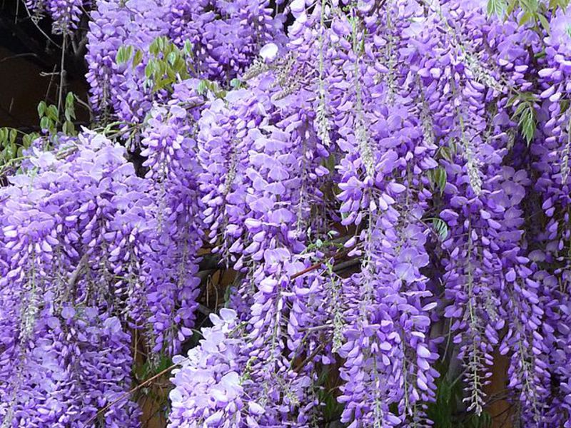 Apakah keistimewaan penjagaan wisteria?