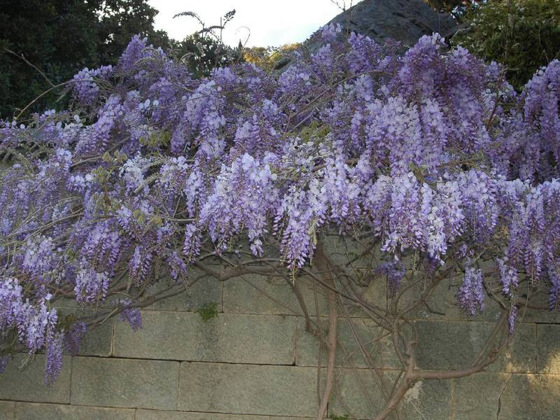 Wisteria ağacı