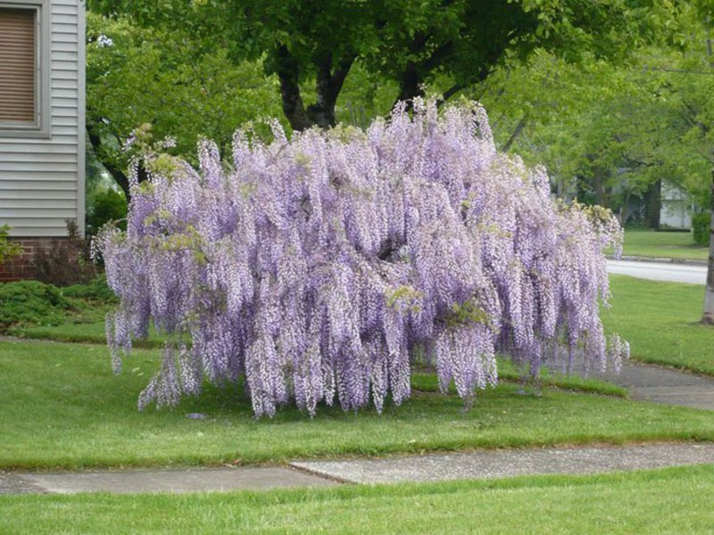 Vôňa kvetov Wisteria.