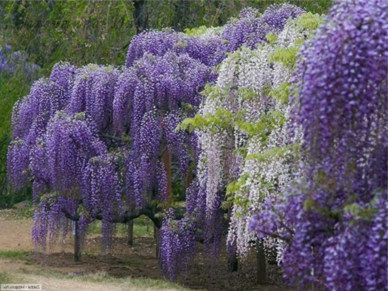 Decoración de jardín con glicinas.