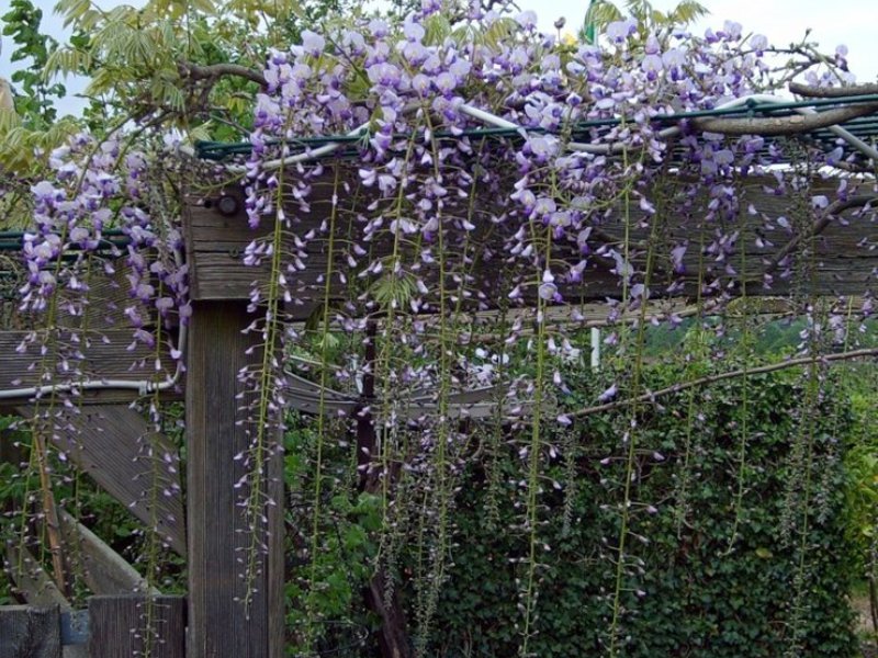 Wisteria-kasvi